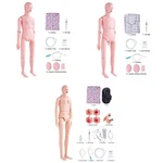 Male/female Manikin Model Anatomical Nursing Training Patient Care Teach. Fixed Price $243.99.